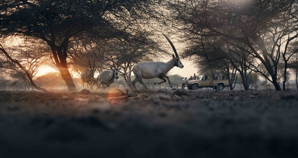 sby_arabian_oryx_panorama