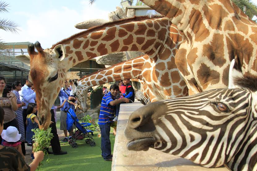 Zoo - Giraffe & Zebra Park