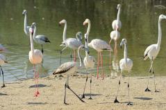 Al Wathba Wetland Reserve In Abu Dhabi Wins Coveted Spot On IUCN’s Green List