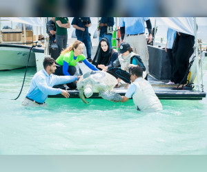 Emirates Nature-WWF, Partners Tag 36 Turtles In Ongoing Gulf Green Turtle Conservation Project