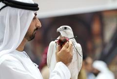 Abu Dhabi International Hunting And Equestrian Exhibition Gets Ready To Launch With The Appearance Of The Canopus Star