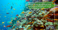 National Geographic Abu Dhabi & the Environment Agency – Abu Dhabi Release New Documentary Series Exploring The UAE’s Protected Areas