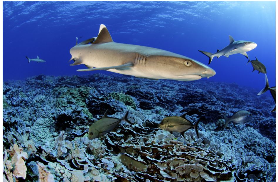 National Geographic Abu Dhabi Launches Sharkfest 2020 This August!