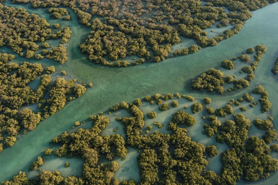 Abu Dhabi’s Sprawling Mangrove Forests Are The Source Of Inspiration For The 49th UAE National Day Celebrations