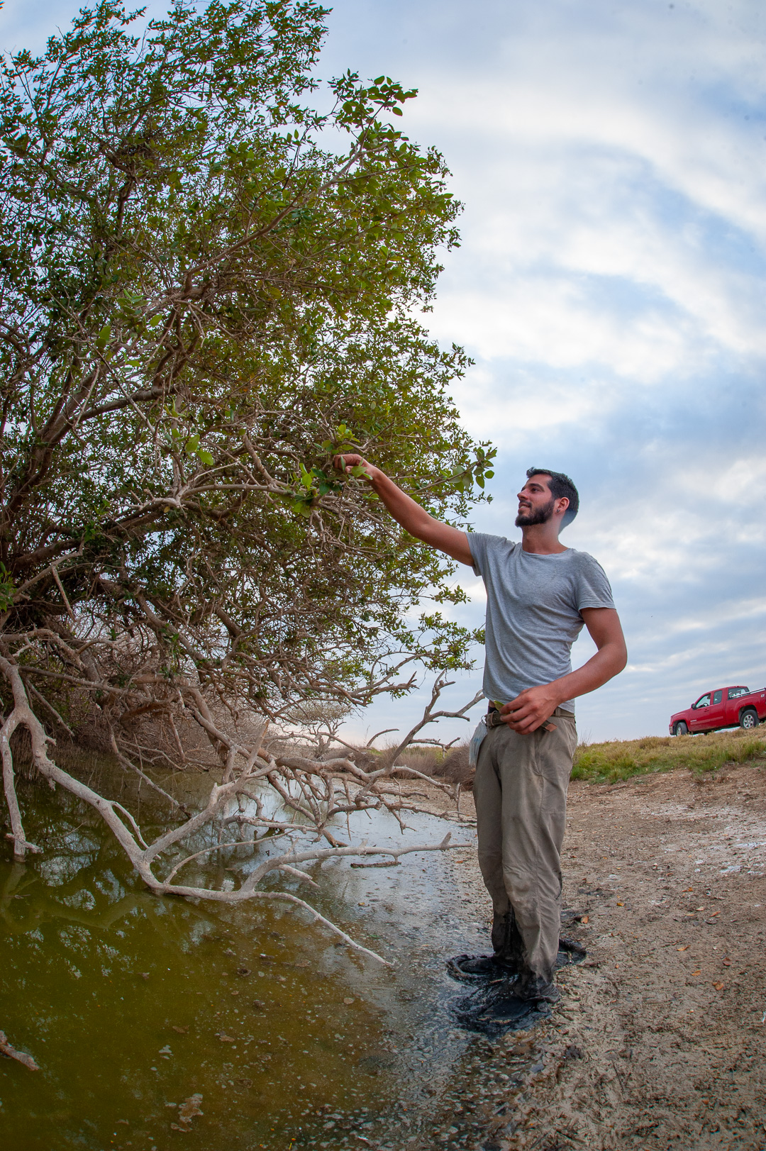 NYU Abu Dhabi Researchers Publish Important New Findings On The Study Of Mangrove Biology