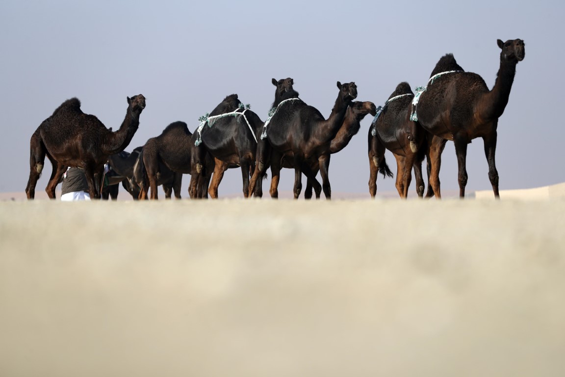 Madinet Zayed Camel Beauty Pageant Of Al Dhafra Festival To Kick Off December 14