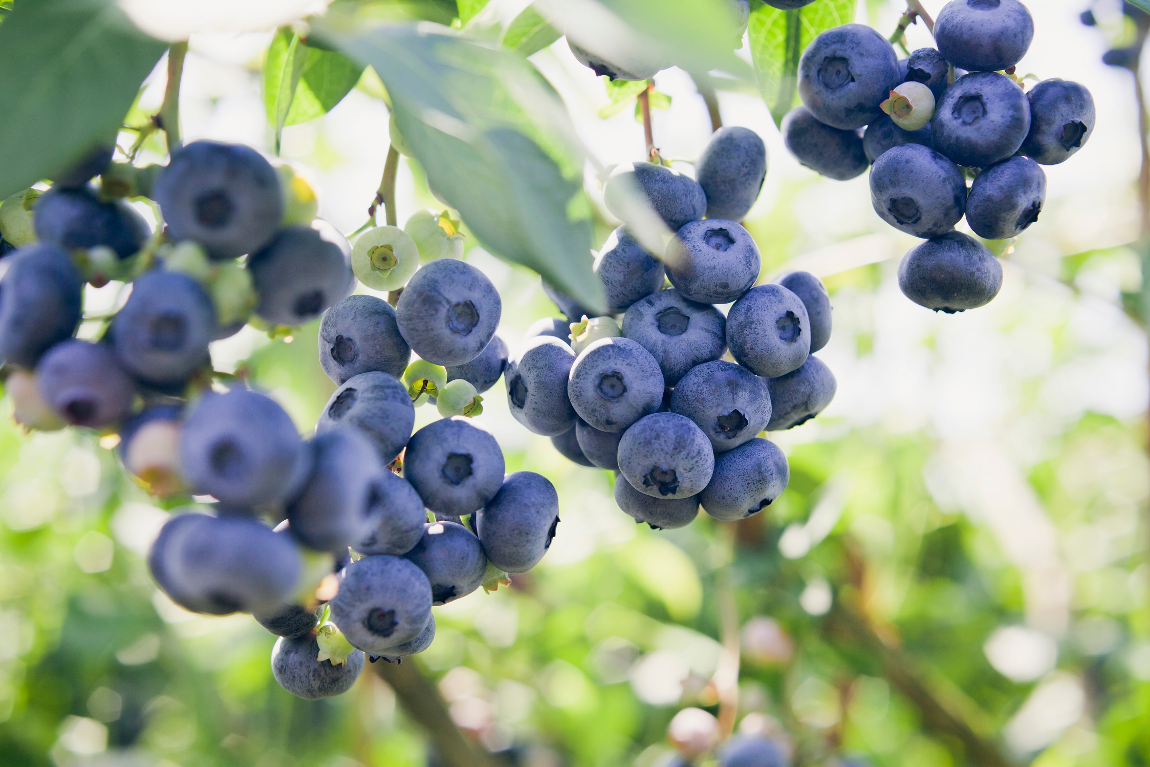 UAE’s First Blueberry Producer Elite Agro To Double Production Capacity To Meet Growing Regional Demand