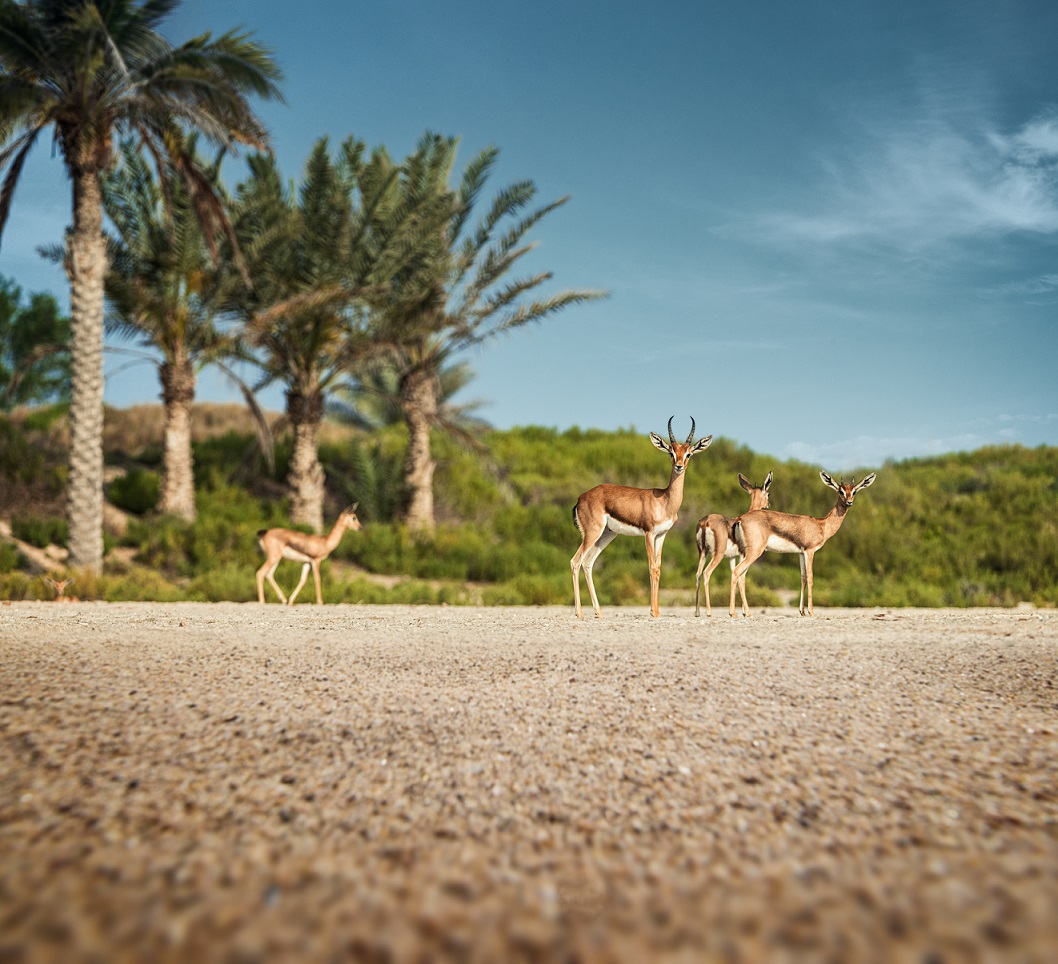 Take A Walk On The Wild Side: Saadiyat Island Abu Dhabi Marks World Wildlife Day