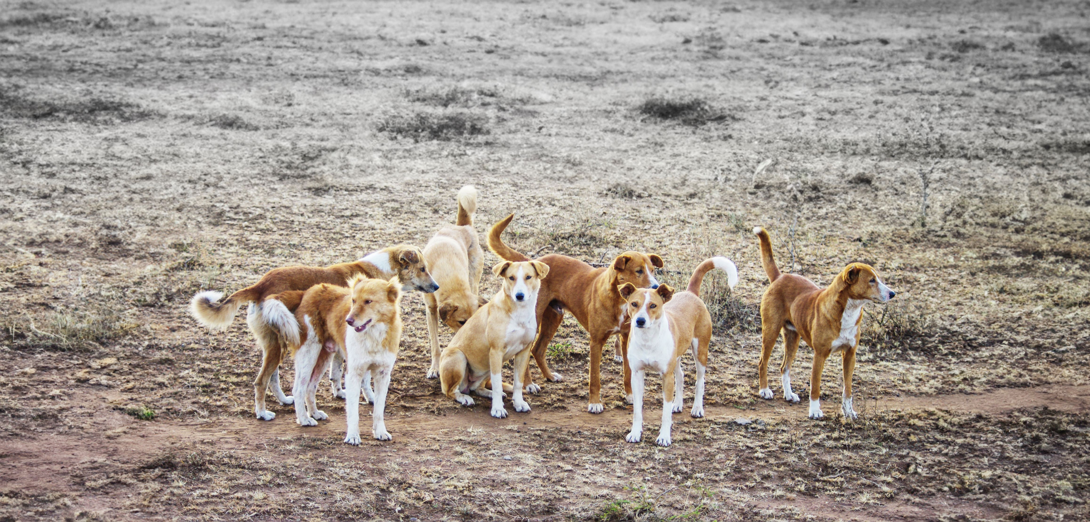 Department Of Municipalities And Transport Launches Awareness Campaign To Manage Stray Dogs And Promote Public Safety
