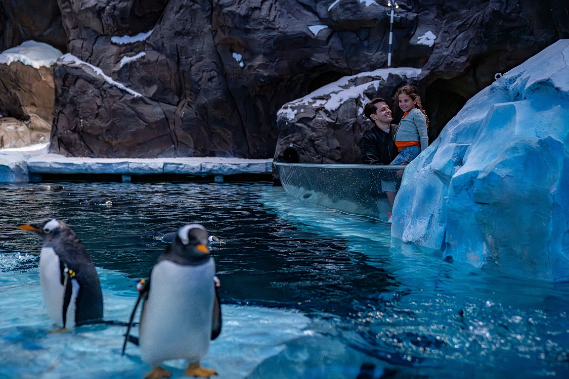 Antarctica In Abu Dhabi: An Icy Adventure Awaits With Penguins At SeaWorld® Yas Island, Abu Dhabi
