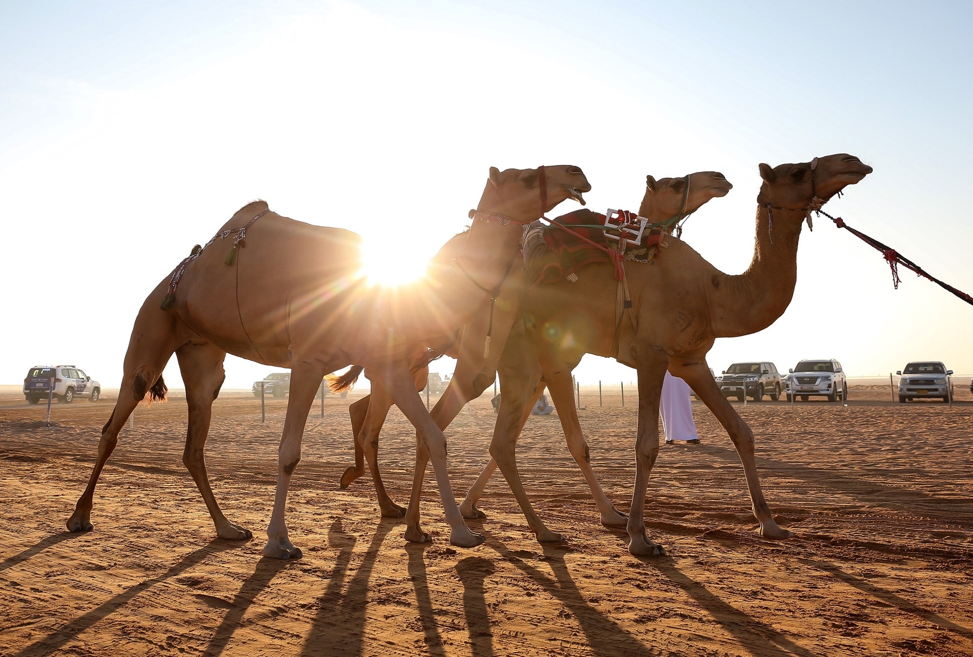 Al Dhafra Festival 2023 To Launch First Camel Beauty Contest Tomorrow In Sweihan