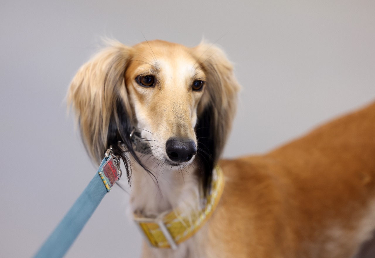 The Arabian Saluki Beauty Contest At ADIHEX 2024: A Celebration Of Ancestral Elegance