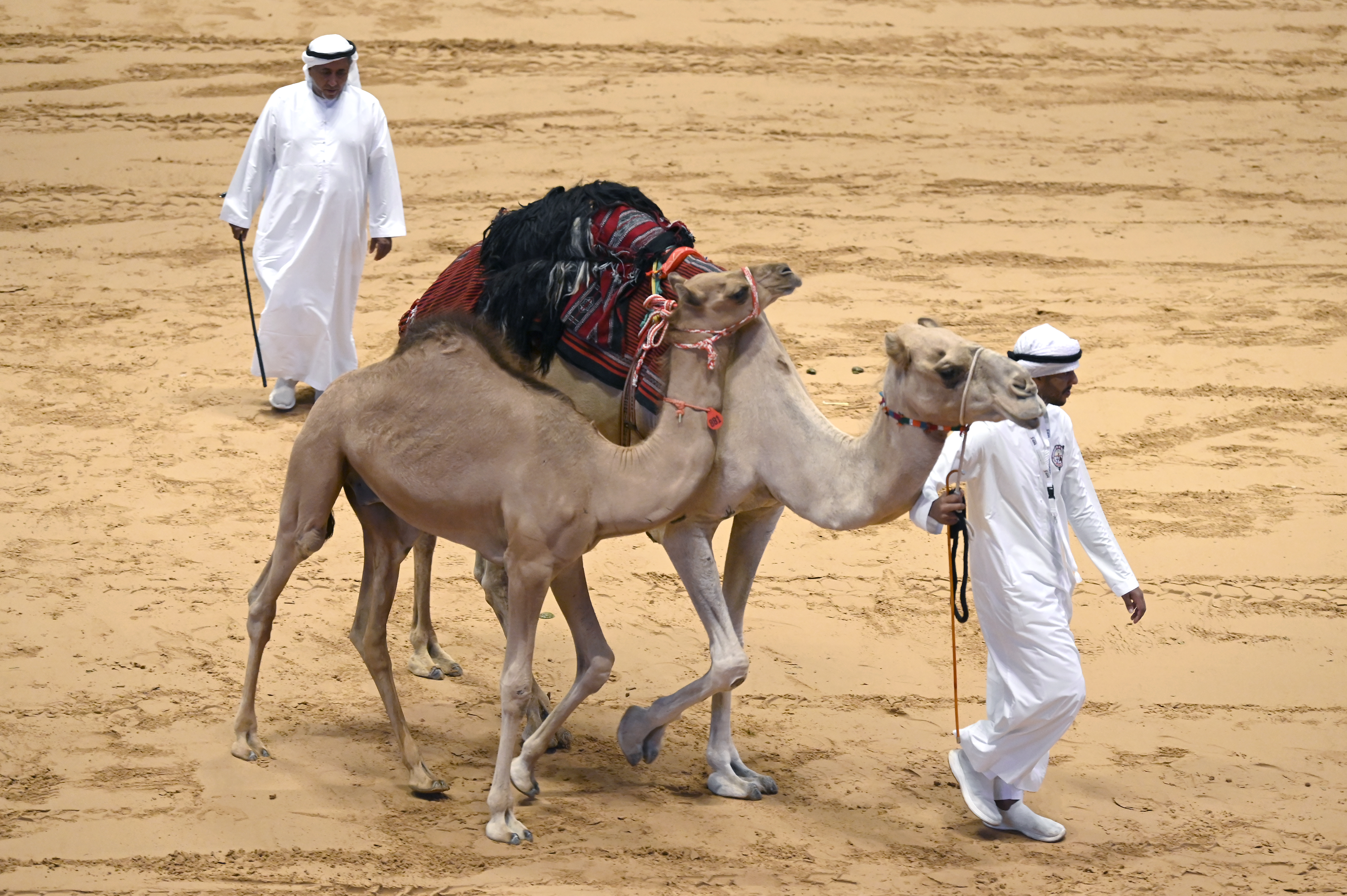 The Abu Dhabi International Hunting And Equestrian Exhibition 2024 Hosts The Largest Auction Of Purebred Arabian Camels, Achieving Sales Of nearly AED 2.5 million for 15 camels