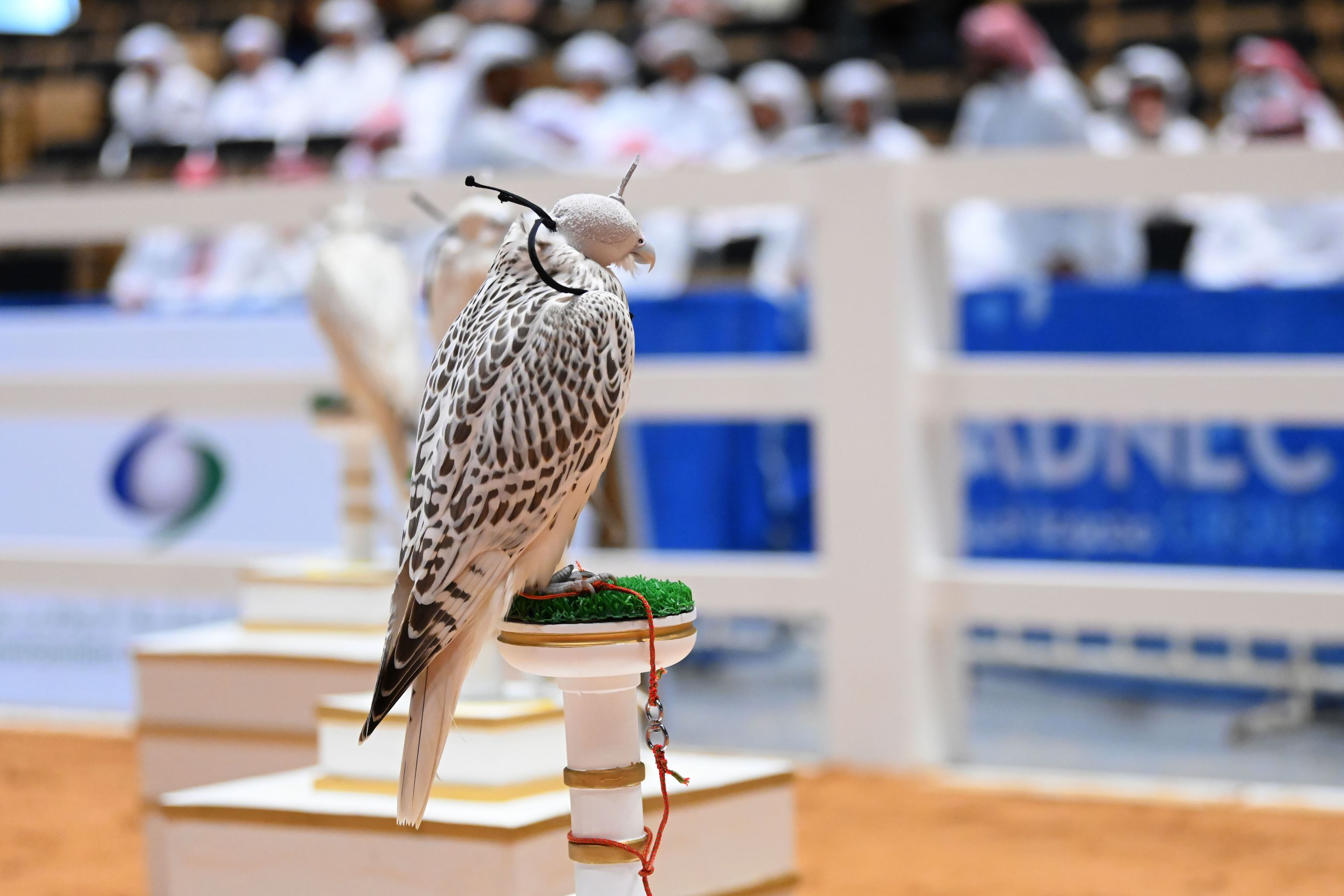 ADIHEX Falcon Beauty Contest Celebrates Excellence With Two Winning Falcons From AD Falcons