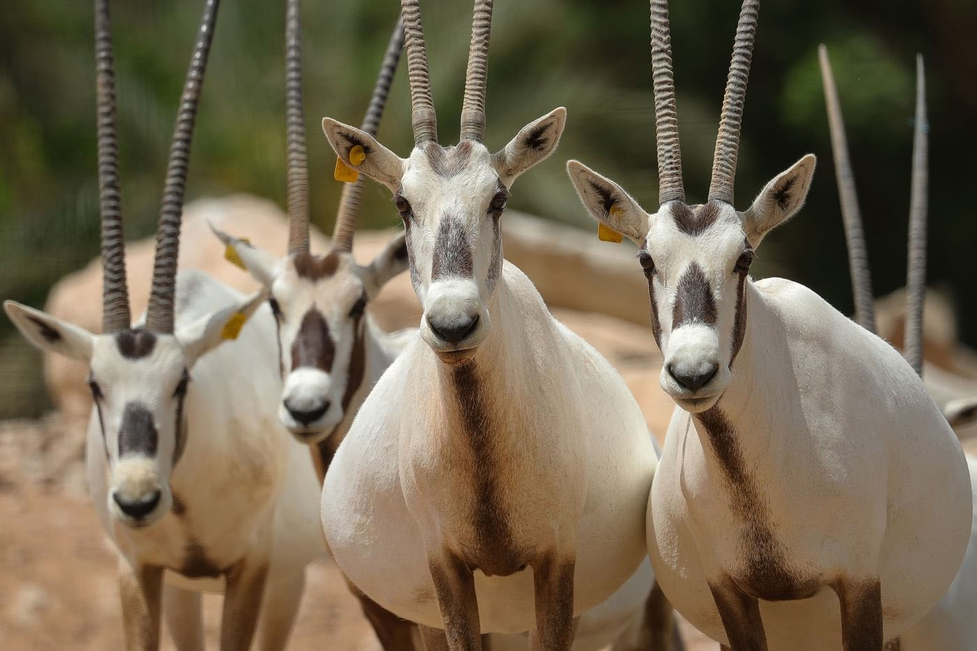 Al Ain Zoo Celebrates Endangered Species Day By Showcasing 57 Years Of Conservation Success