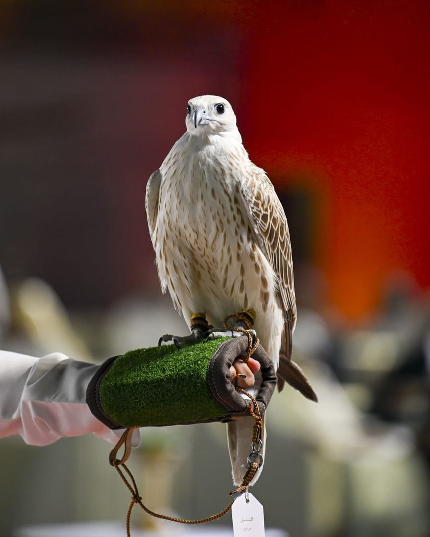 Abu Dhabi Falconers Club To Host Competitions For All Age Groups At Masters Games 2026