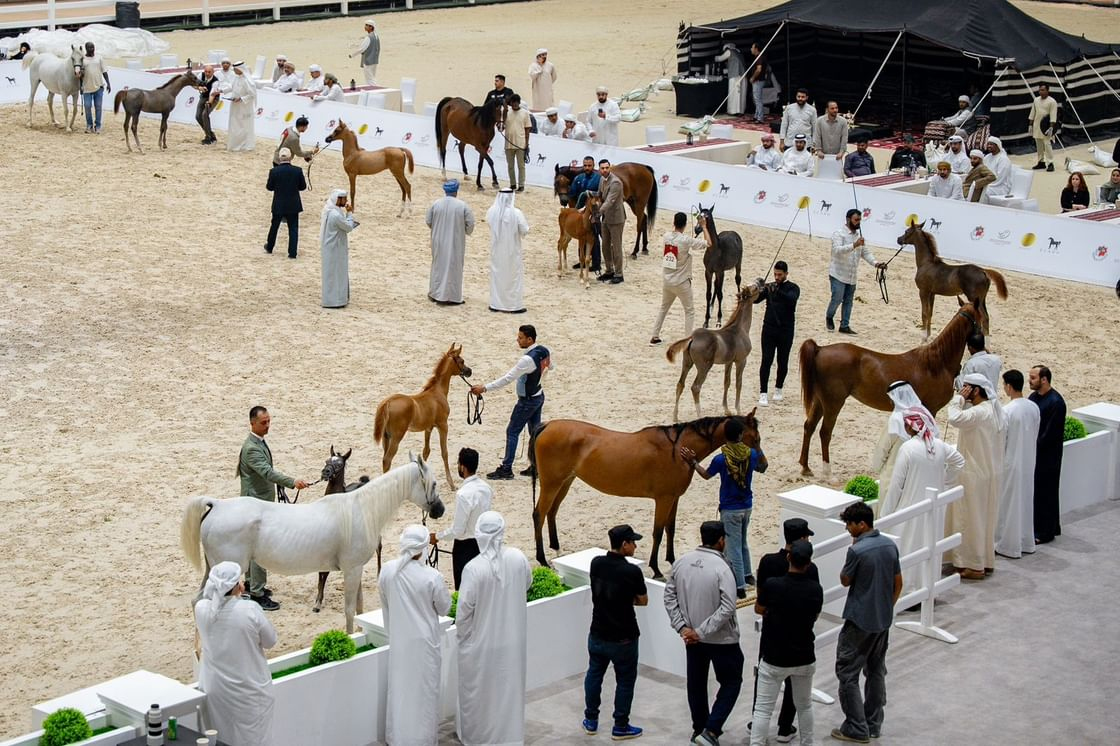 Abu Dhabi, Al Dhafra Celebrate Arabian Horses, Heritage With Two Stellar Ramadan Championships