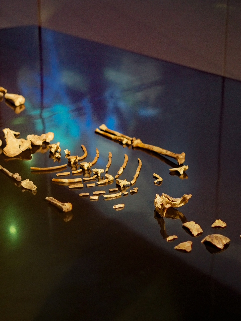 Lucy’s Stay At The Natural History Museum Abu Dhabi Extended Until 23 March