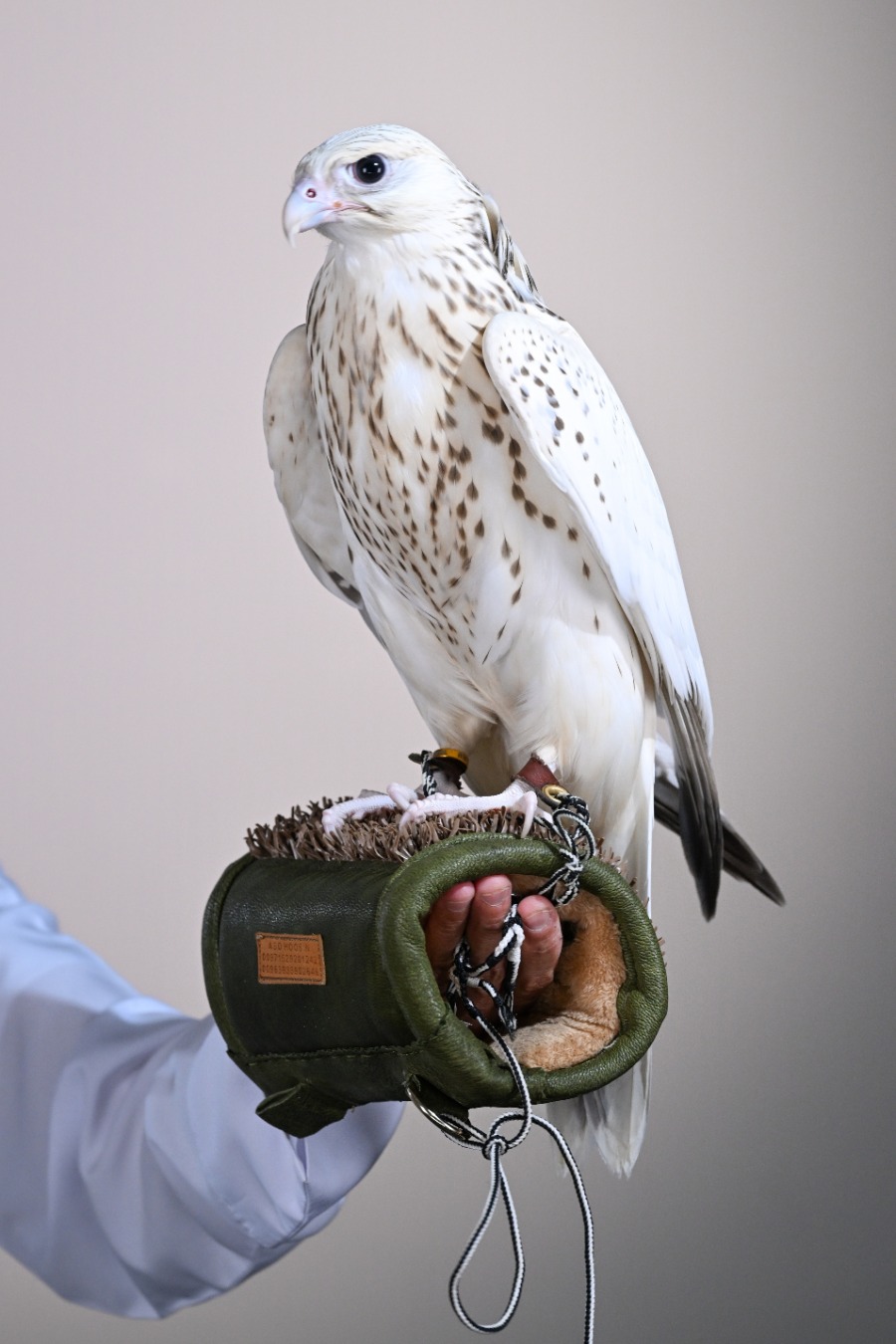 New Auction Record Set As Falcon Sells For AED 1.5 Million At ADIHEX 2026
